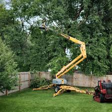Best Fruit Tree Pruning  in South Dos Palos, CA