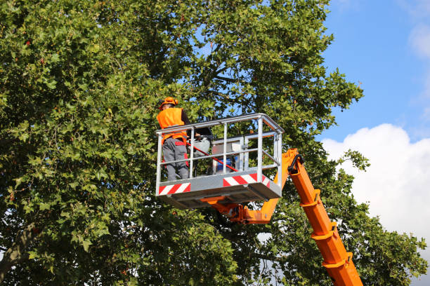 Best Tree Disease Treatment  in South Dos Palos, CA