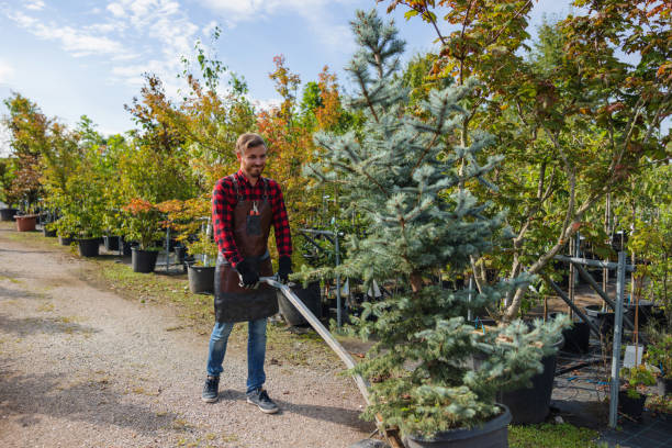 Best Tree Trimming and Pruning  in South Dos Palos, CA