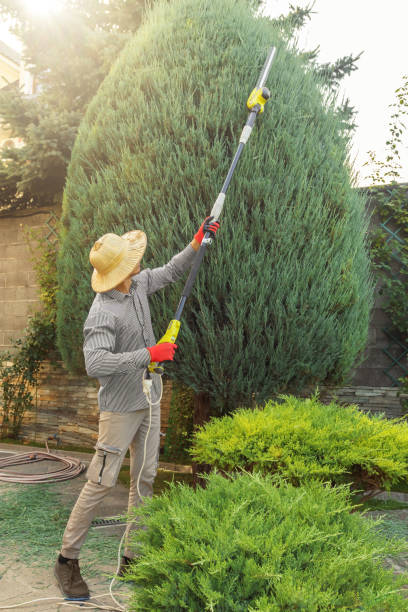  South Dos Palos, CA Tree Removal Pros