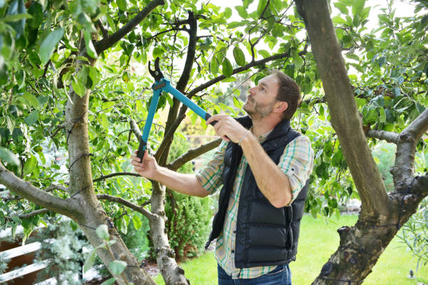 Best Tree and Shrub Care  in South Dos Palos, CA